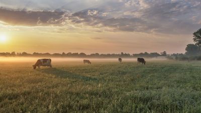 Les viandes naturelles ou biologiques: un choix plus sain et responsable