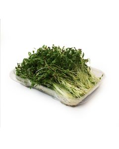 Micropousses de coriandre biologiques