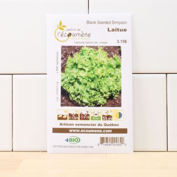 Laitues biologiques  - Laitueblack seeded simpson  