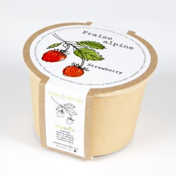 Minipot - Fraise mignonette pot compostable