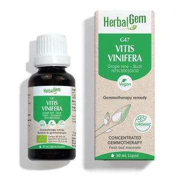 Vitis vinifera (Vine) G47 - Gemmotherapy