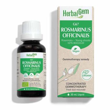 Rosmarinus officinalis (Rosemary) G67 - Gemmotherapy