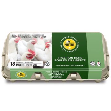 Gros oeufs blancs de poules en liberté