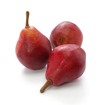 Poire rouge Crimson biologique