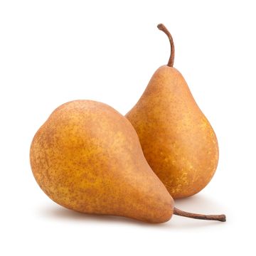 Poire Durondeau Tongre biologique