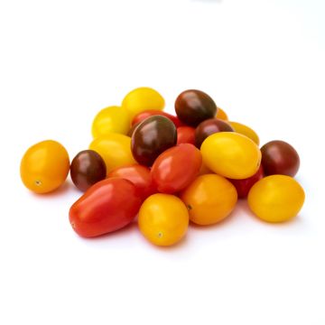 Tomate de couleur  mélangée  biologique 