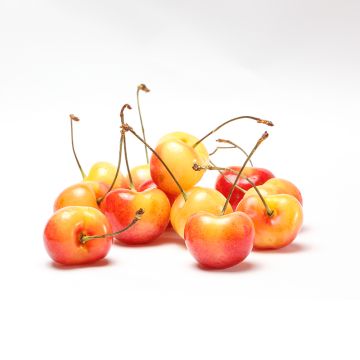 Organic Rainer cherry