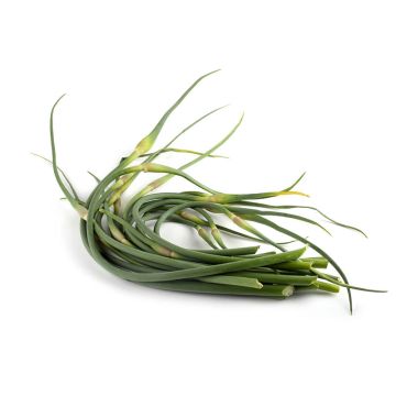 Fleur d'ail biologique