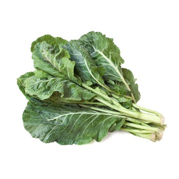 Collard biologique