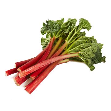 Rhubarbe biologique
