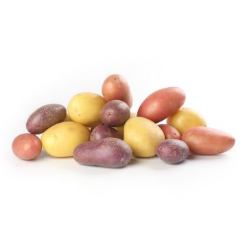 Organic Mixed Baby Potato