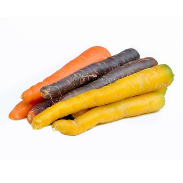 Carotte multi couleur biologique