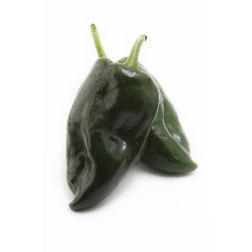 Piment Poblano biologique
