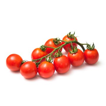 Tomate biologique cerizo 