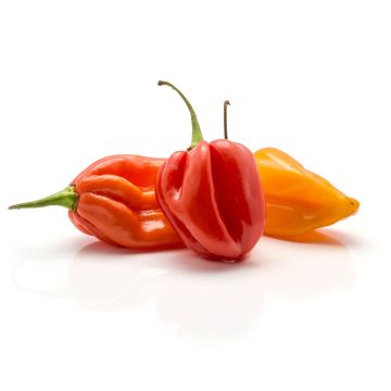 Piment Habanero biologique
