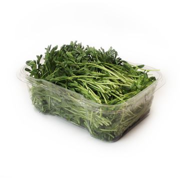 Organic Green Pea Microgreens