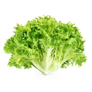  Organic Escarole Lettuce
