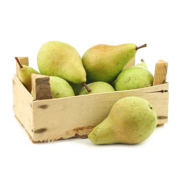 Organic Bartlett Pear