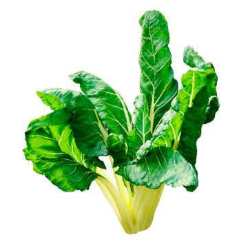 Organic Lettuce Spinach  