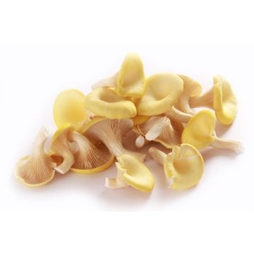 Organic Yellow Oyster Mushroom