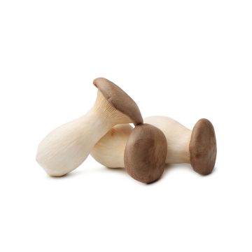 Champignon bébé king oyster eryngii biologique