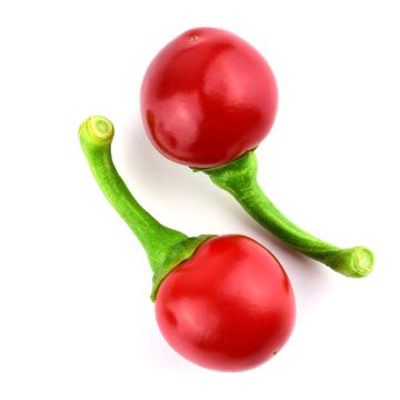 Piment cerise Bombe biologique