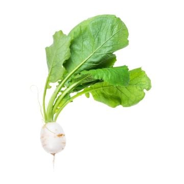 Organic Japanese Turnip