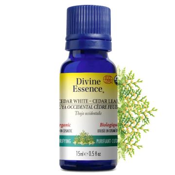 Organic Thuja Occidentalis Essential Oil - Purifying
