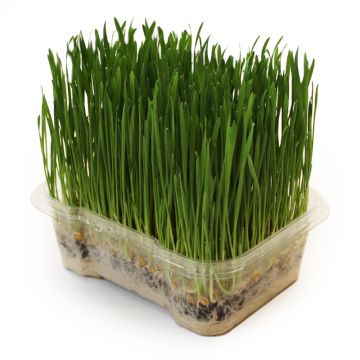 Organic Wheat Grass Microgreens