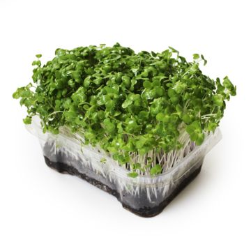 Micropousses de brocoli biologiques
