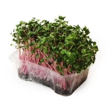 Organic Radish Microgreens