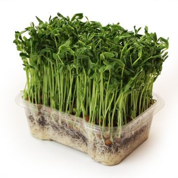 Organic Green Pea Microgreens