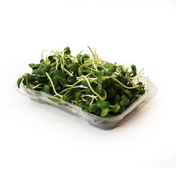 Organic Sunflower Sprouts