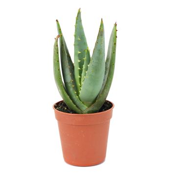 Aloe Vera Plant 6 inches