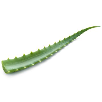 Feuille d'aloe vera biologique