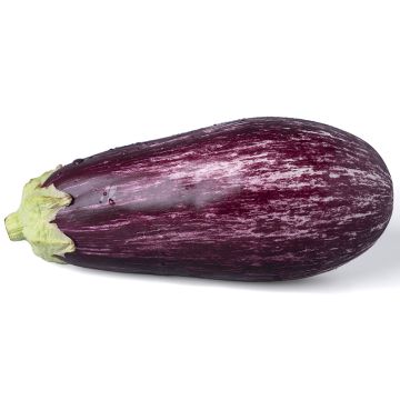 Organic Grafitti eggplant