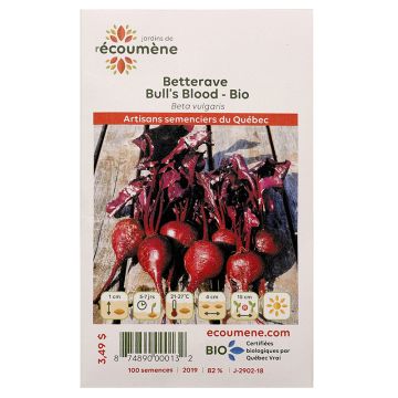 Semences biologiques – Betterave bull's blood 