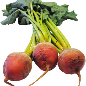 Organic Leafy Beets