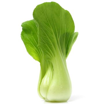 Bébé bok choy biologique