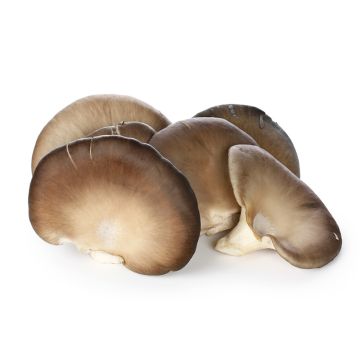 Champignon pleurote noir biologique