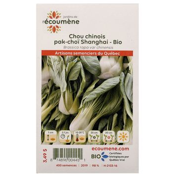 Légumes biologiques  – Chou chinois pak-choï Shanghai 