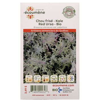 Légumes biologiques - Chou frisé Kale Red Ursa 