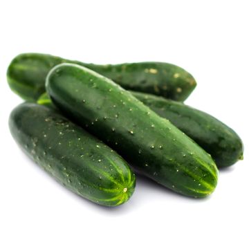 Organic Field Cucumber
