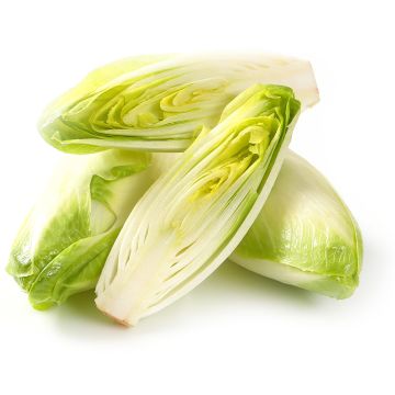 Endives biologiques