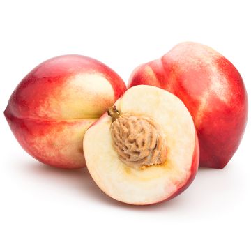 Nectarine blanche biologique