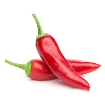 Piment Jalapeno biologique