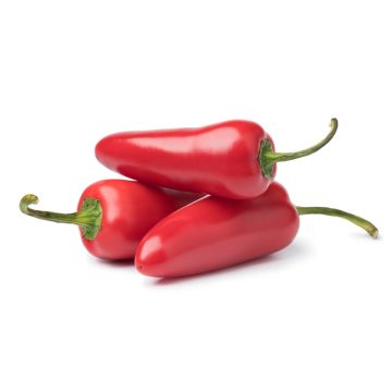 Organic Jalapeno Pepper