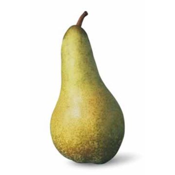 Poire Abate fetel biologique