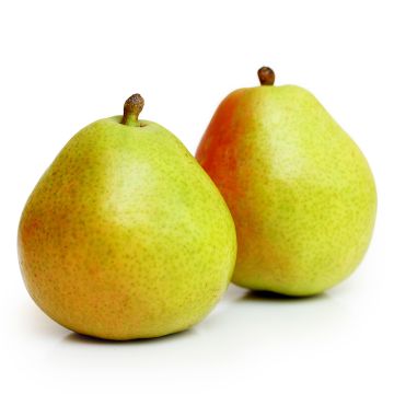 Poire Anjou biologique 