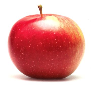 Organic Empire Apple